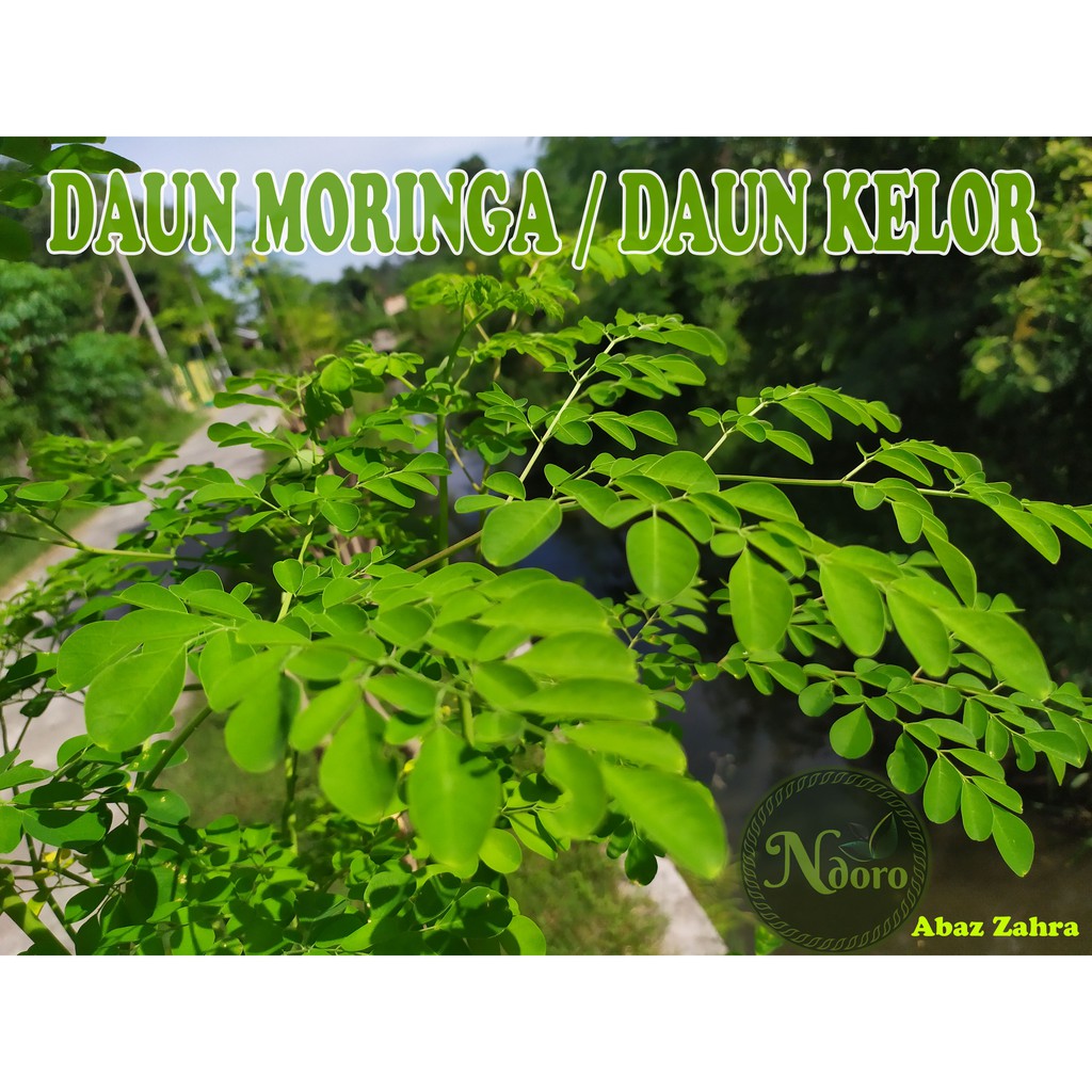 

DAUN KELOR / MORINGA SEGAR
