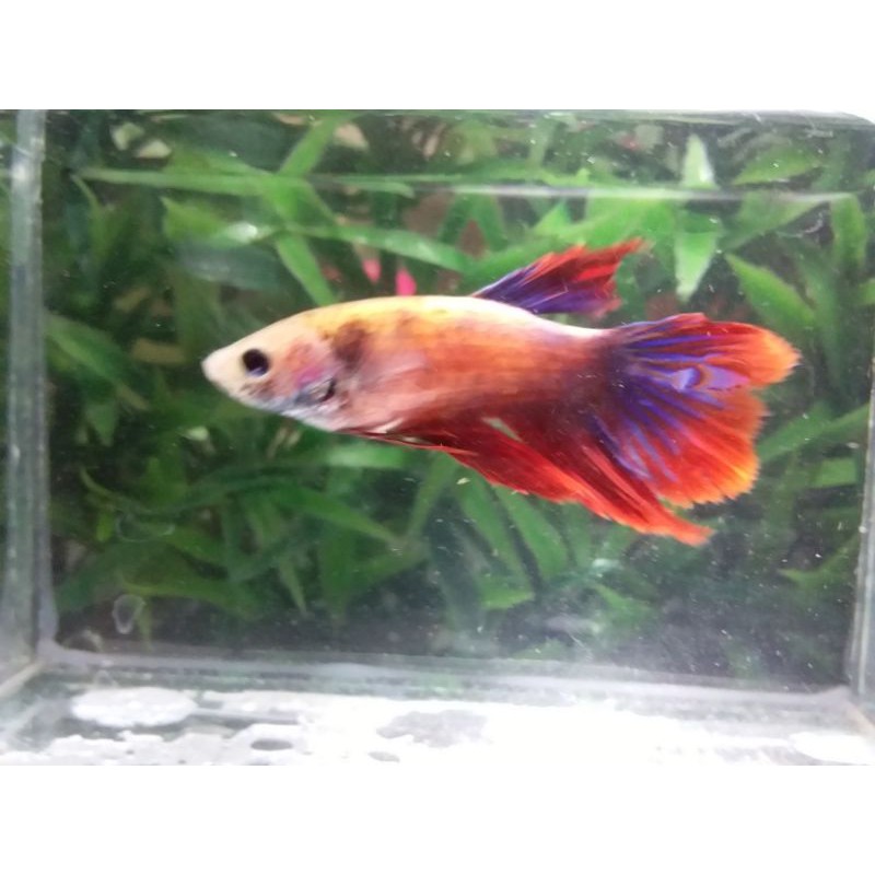 CUPANG FEMALE FULLEGG