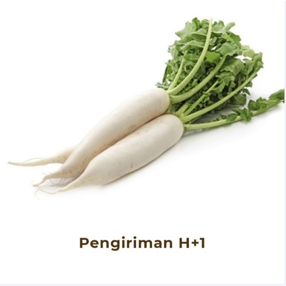 

Lobak Segar Fresh Radish