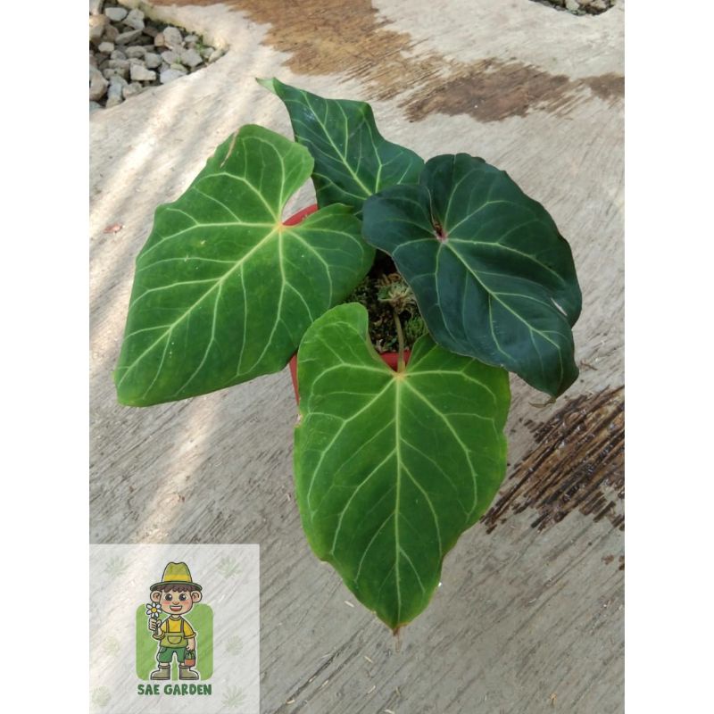 Baby Anthurium Kuping Gajah Red of Java