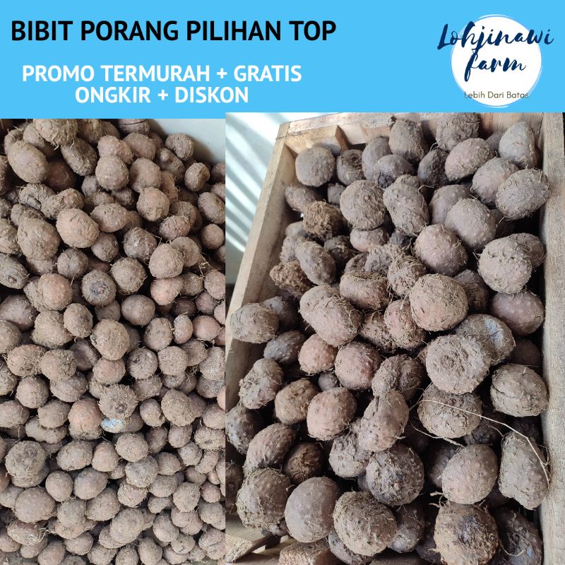 Bibit Porang Katak Super Berkwalitas Unggul Dorman Satu Musim Panen LOHJINAWI FARM