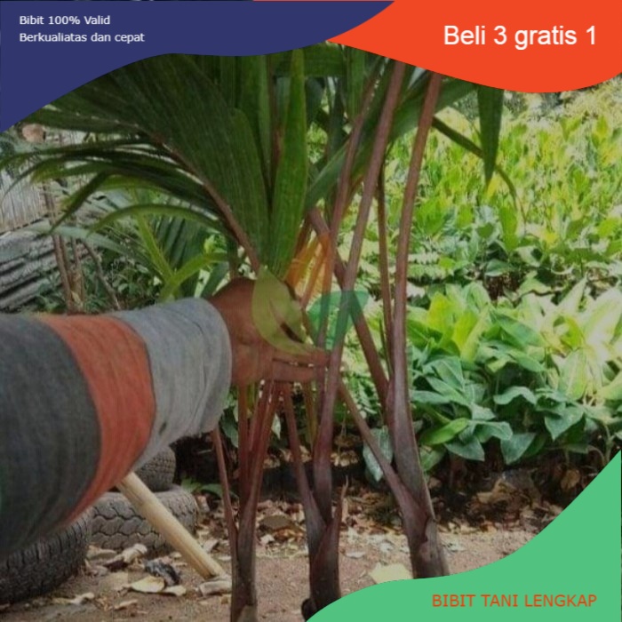 Bibit Tanaman Pohon Palem Merah Tinggi 70CM || Pohon Palem Merah