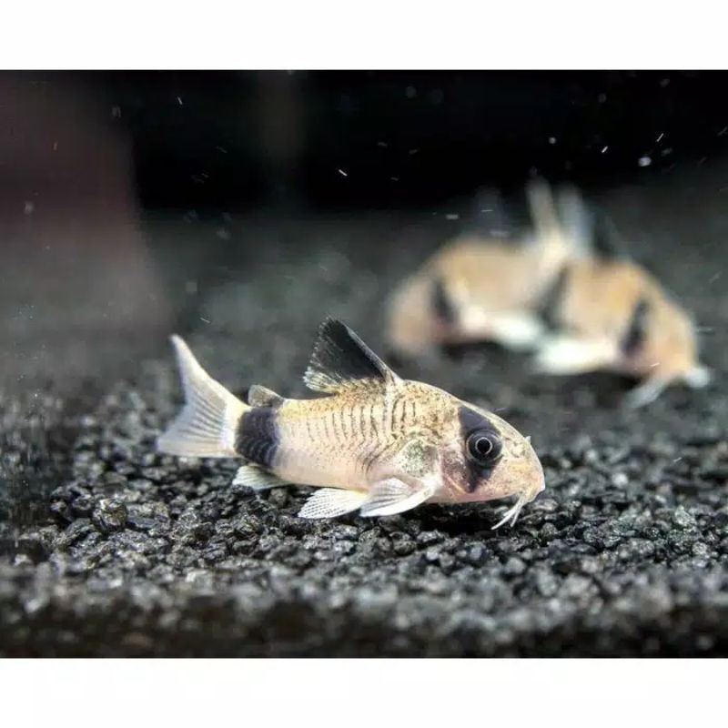 kan corydoras panda