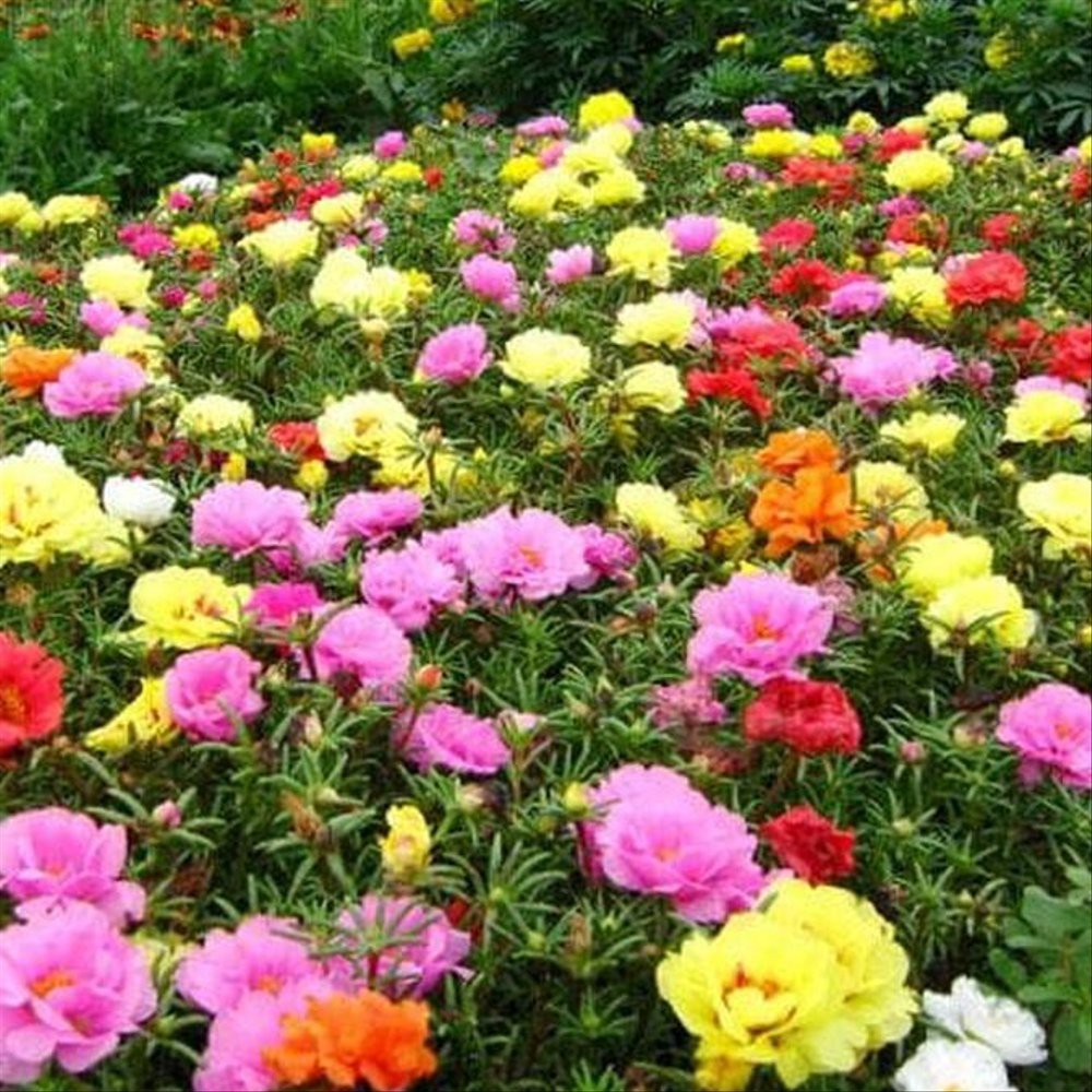 [Best Selling] 10 Seeds - Moss Rose Double Mix Haira Seed Biji Benih Bibit - SR0030