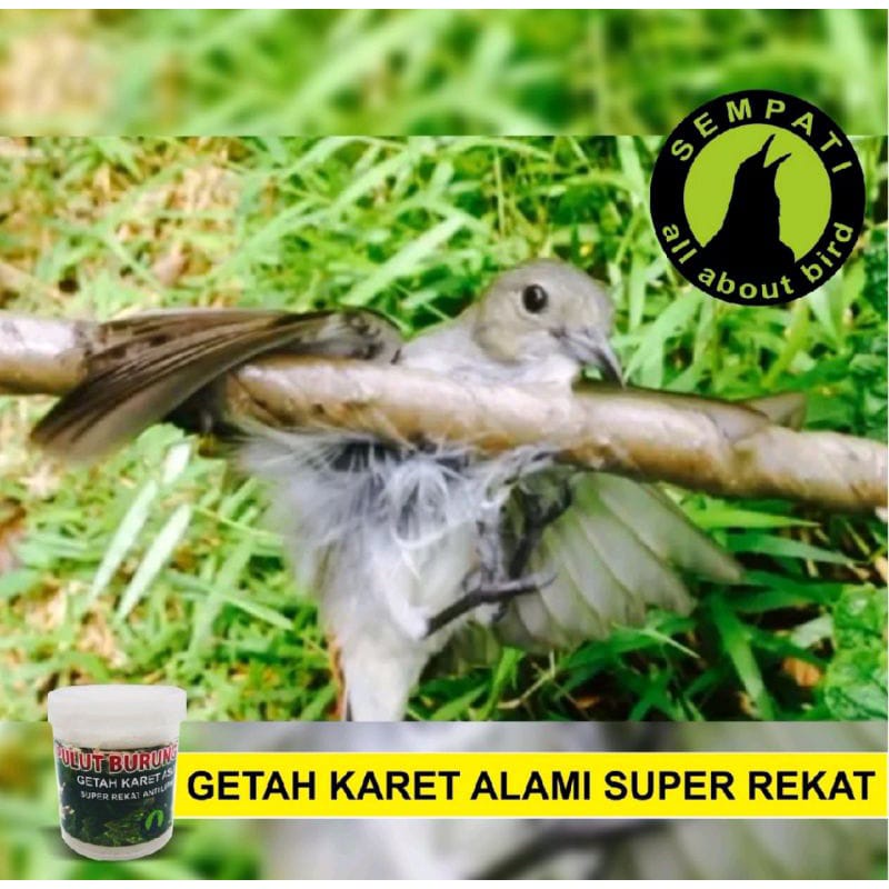 PULUT BURUNG GETAH KARET ASLI LEM SUPER LENGKET ANTI LEPAS PENJERAT HEWAN BURUNG TUPAI DLL