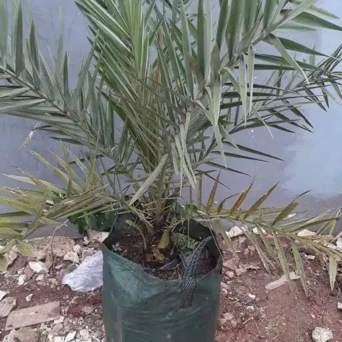 tanaman hias bibit pohon kurma ajwa pohon kurma