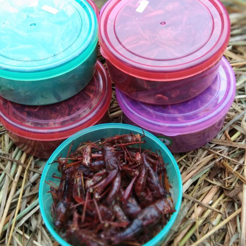 

belalang besar 165 gram