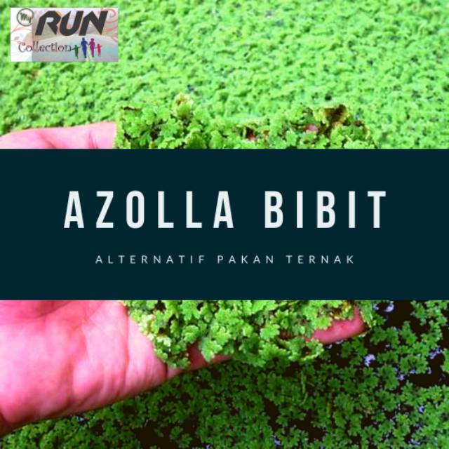 

Azolla murah 1 kg