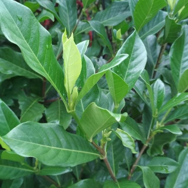 

Daun Kacapiring atau Kaca Piring Gardenia Augusta) Segar Hijau 100 gr