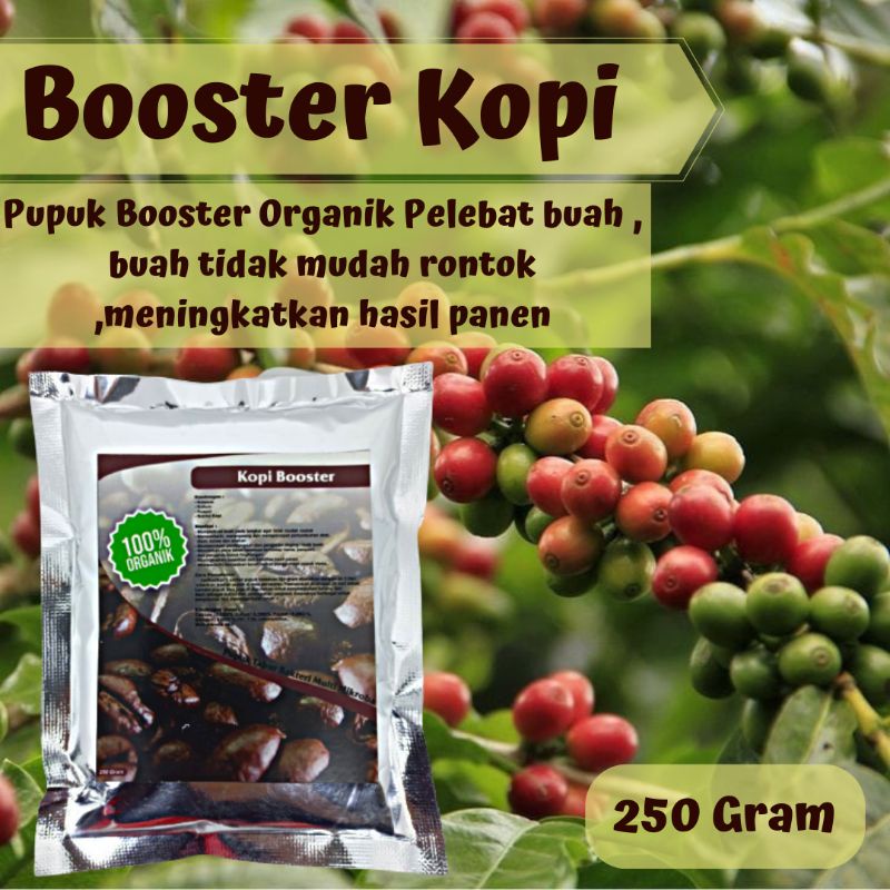 Pupuk Organik Pelebat Buah Kopi Booster Kopi Organik Berkualitas Agar Cepat Berbuah Lebat Pupuk Penyubur Tanaman Kopi Organik Pupuk Perangsang Bunga dan Buah Organik