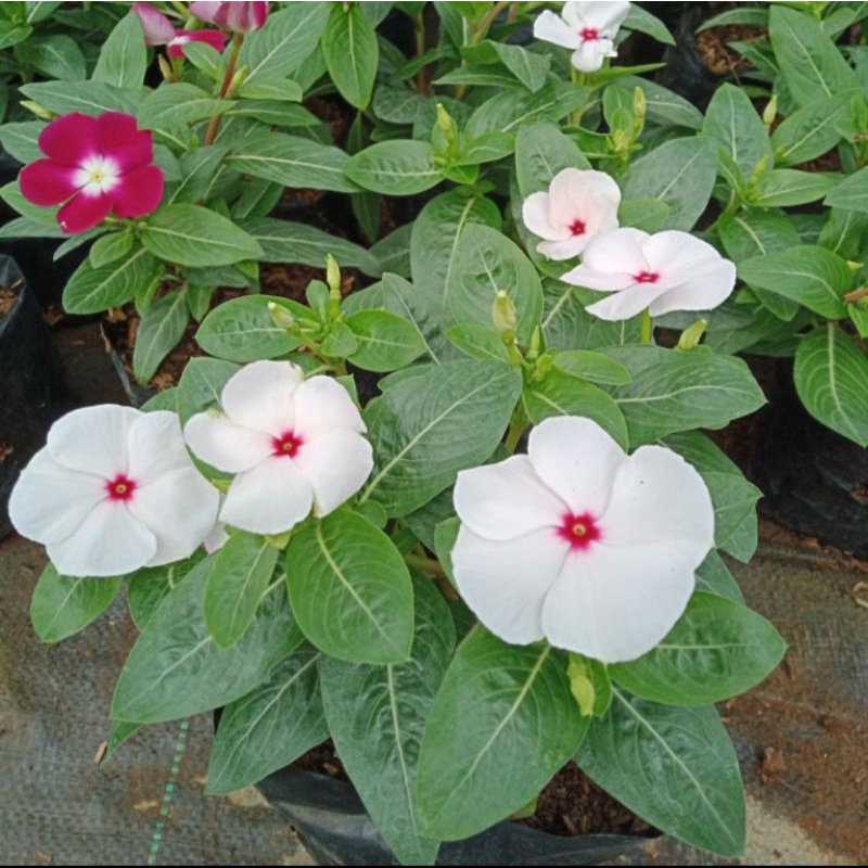 TANAMAN HIAS BUNGA VINCA TAPAK DARA JUNTAI