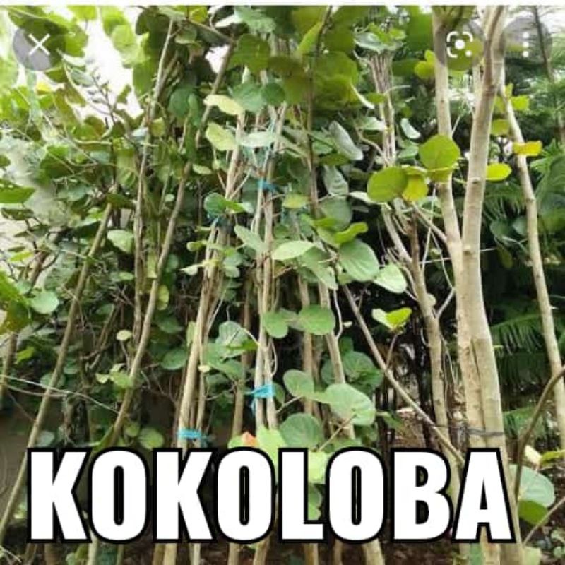 Pohon kokoloba anggur laut