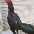 Telur Ayam Pakhoy Maneedaeng X Blackbull Full Brakot - Ayam Bangkok Import - pakoy import - Telur Pakoi - pakoe brutal
