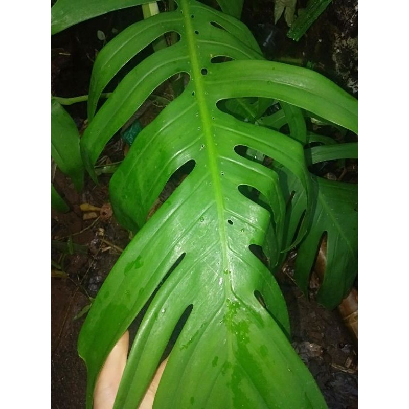 

BIBIT MOSTERA NAGA DEWASA