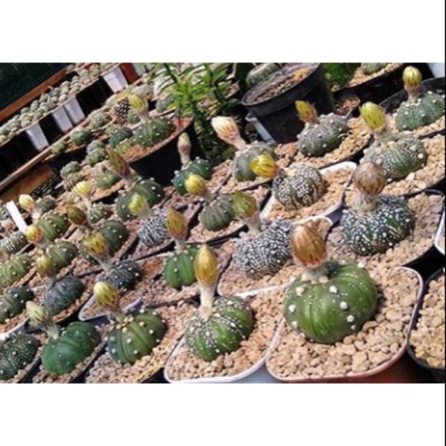 Kaktus sukulen BIJI astrophytum asterias super kabuto Mix