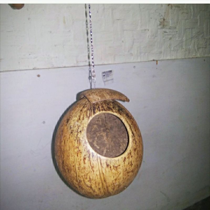 GLODOK BURUNG LOVEBIRD GELODOG TEMPURUNG KELAPA