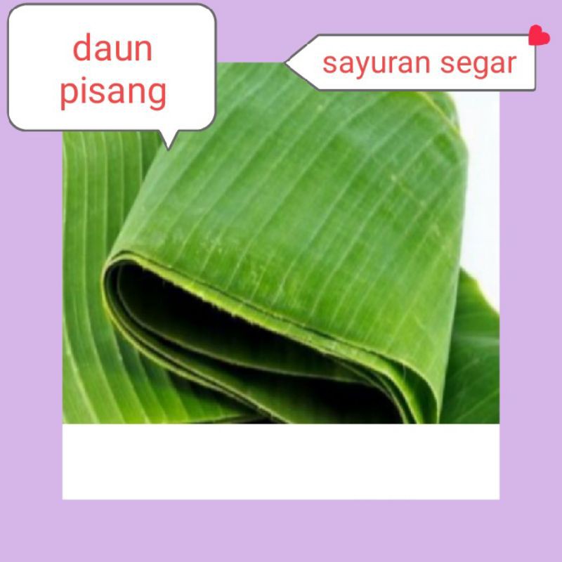 

DAUN PISANG