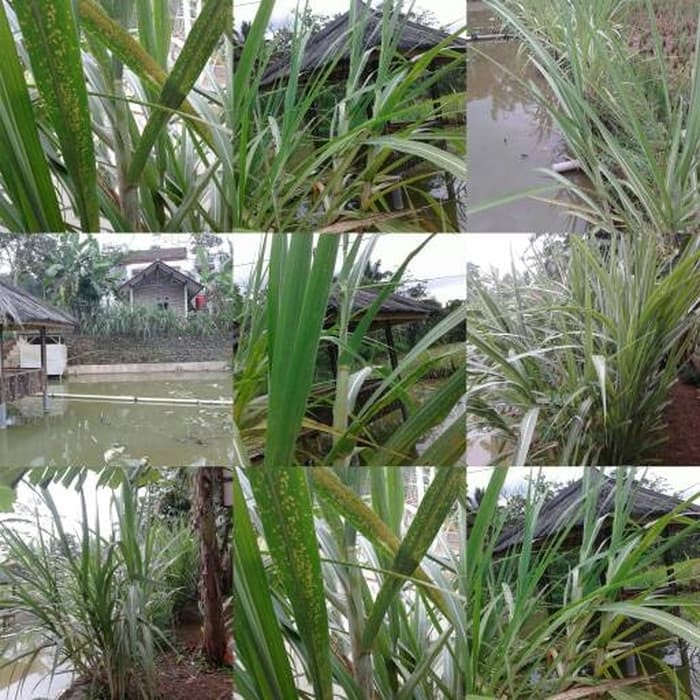 

RB22 1 KG TURUBUK / TELOR TEBU/KEMBANG TEBU ENDOG /DELOWAKO