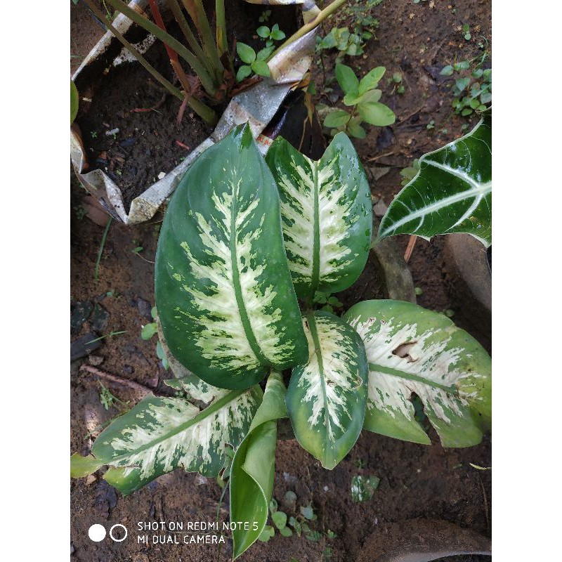 Tanaman hias agronema hijau putih