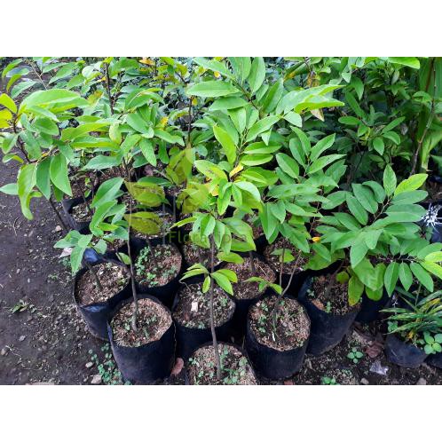 Bibit Buah Bibit Buah Srikaya Besar / Pohon Buah Srikaya Besar @_$