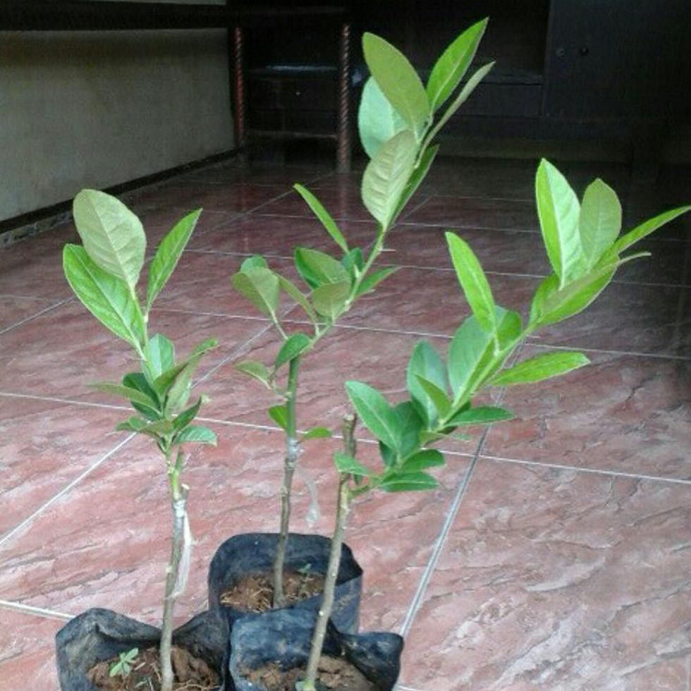 $$RR BIBIT 5 POHON JERUK LEMON TEA/KUNING.PAKET 2KG %1