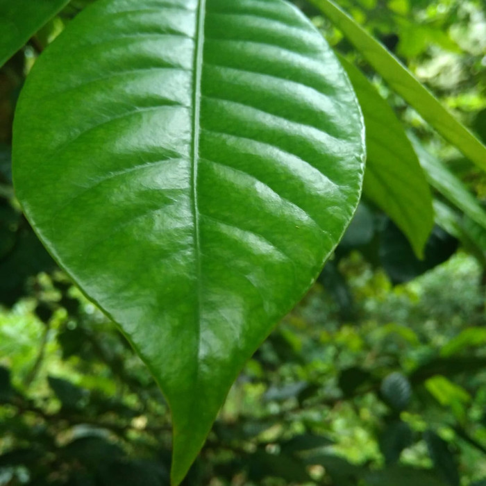 

jual daun pala segar 500 grm