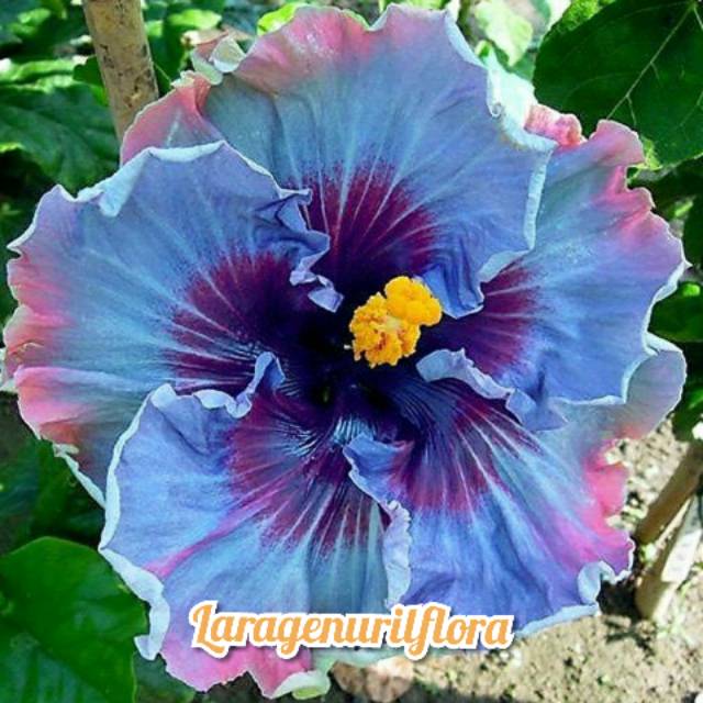 

Bibit Bunga Kamboja adenium Jepang,blue hitz