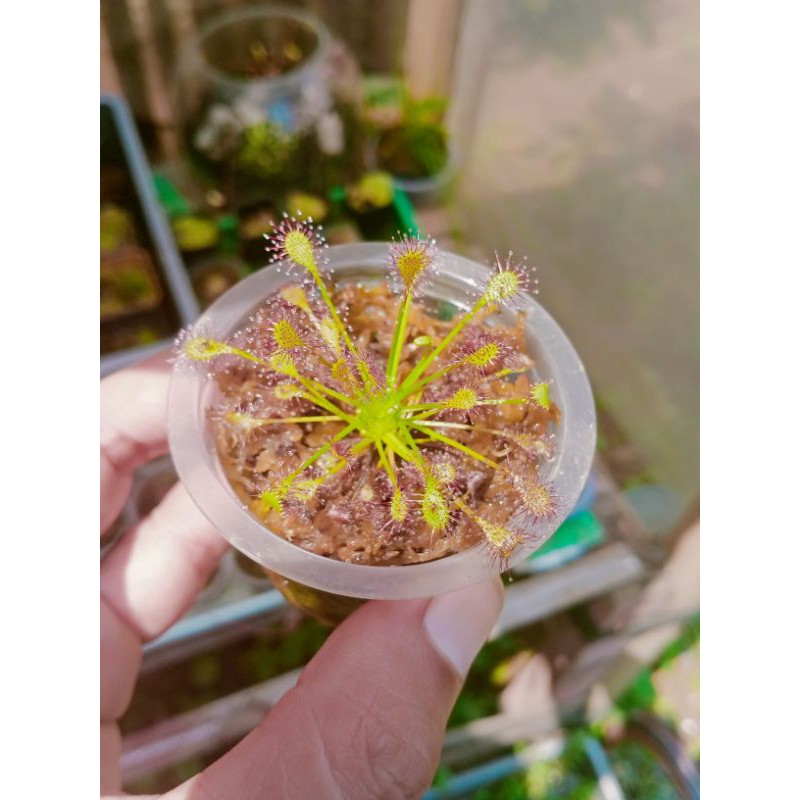 Drosera Intermedia
