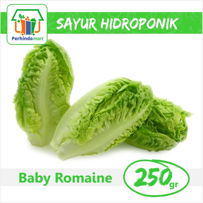 

Selada Baby Romaine Hidroponik (Surabaya & Sidoarjo only)