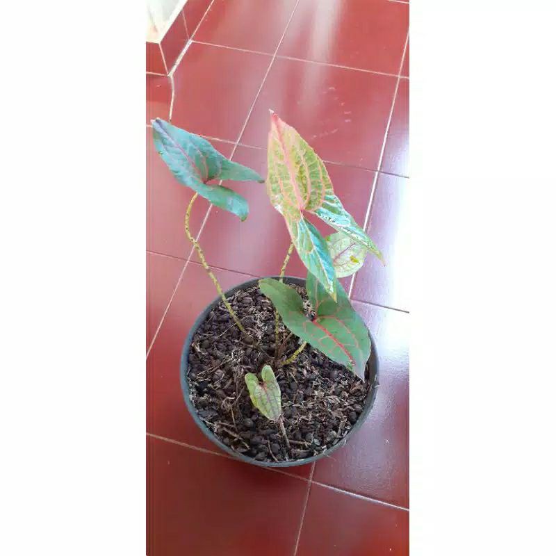 Bibit tanaman hias alokasia - alokasia black Jack