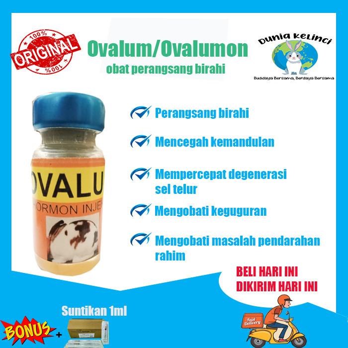 Tokki | Ovalum/Ovalumon Obat Birahi Hewan Suntik Untuk Kelinci Kucing Kambing Kekinian Terlaris