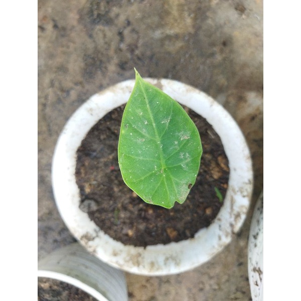 alocasia melo badak kapuas 1 daun