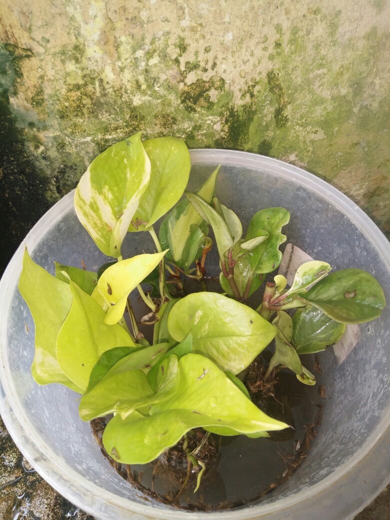 Tanaman Srigading Lemon - Sirih Gading Lemon - Srigading Love