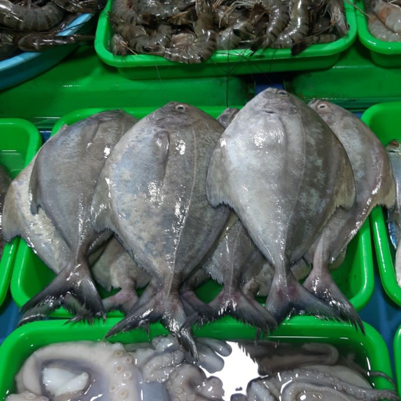 

Bawal Laut 1kg (1000g)