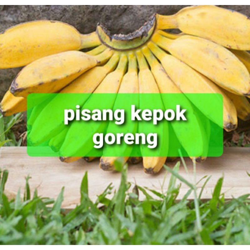 

pisang kepok tua super/1,sisir