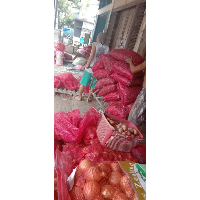 

bawang Surian solok