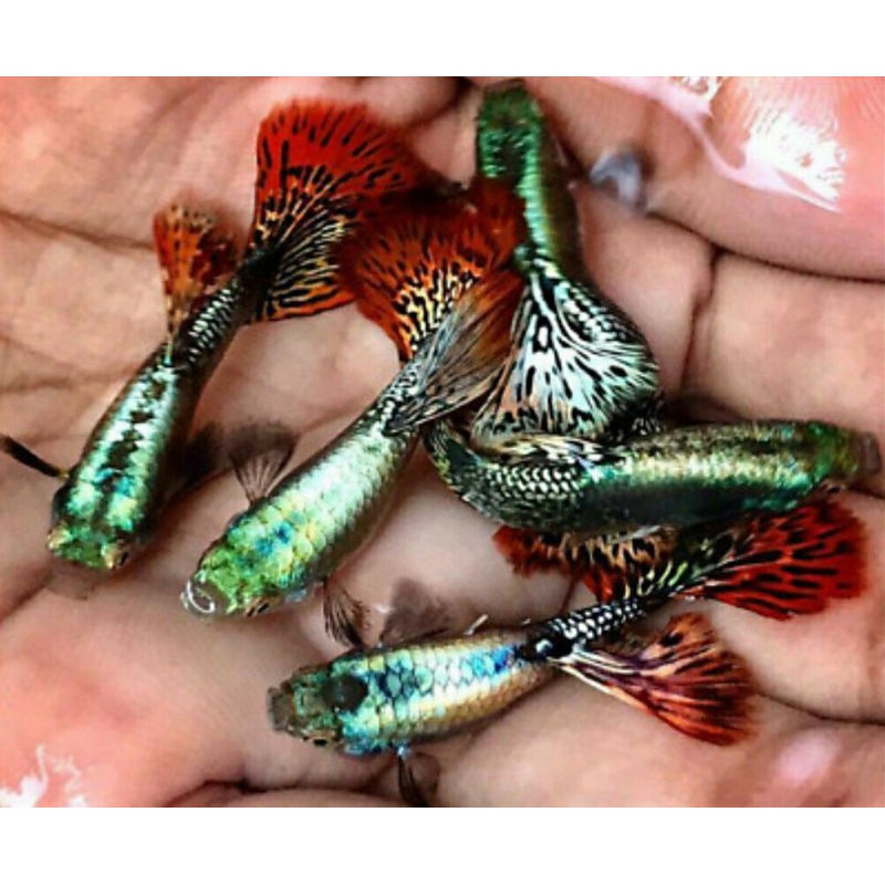 ikan guppy hias red dragon