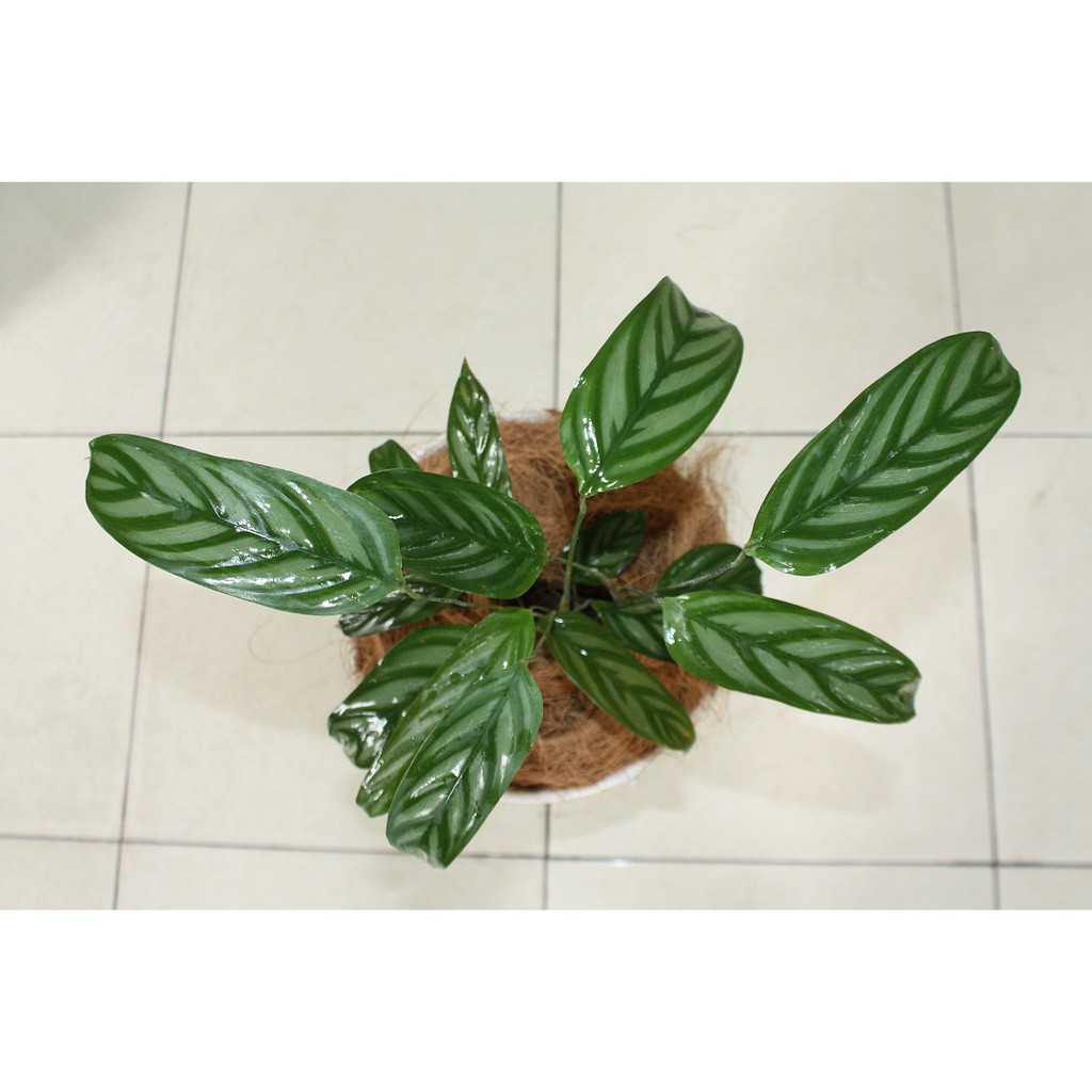 tanaman hias indoor calathea  grey murah Shopee Indonesia