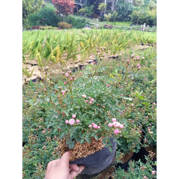 Tanaman Indukan Baby Rose & Climbing Rose