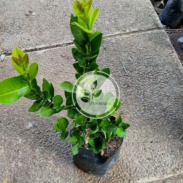 VYL Bibit Jeruk Lemon Tea Pohon Jeruk Lemon Kuning Bibit Buah Jeruk Lemon Pohon Buah Jeruk Lemon Ter