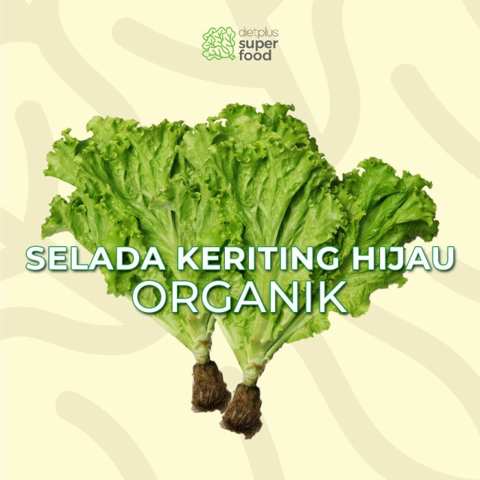 

Sayur Selada Keriting Hijau Organik Segar 250 gr 0,25 kg Dietplus Superfood Bandung