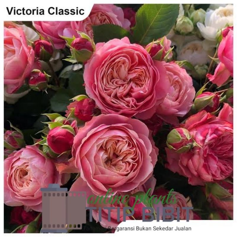 Tanaman Bunga Mawar Victorian classic Berbunga Import Rose