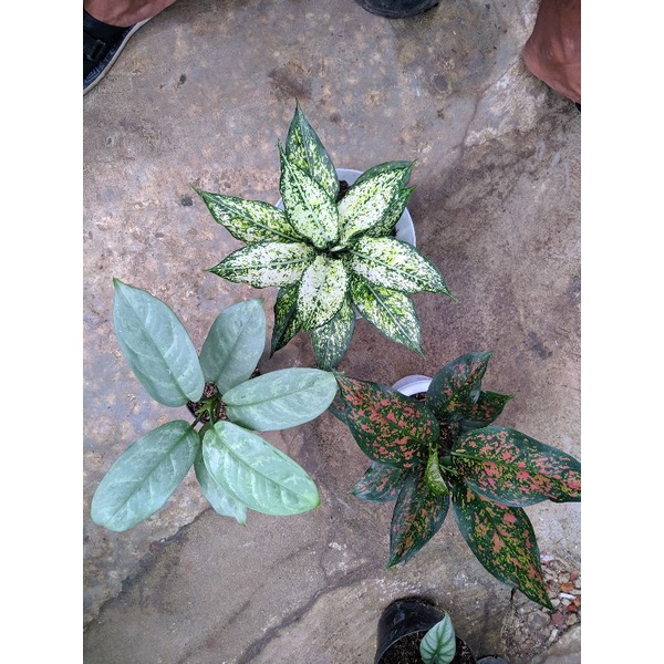 paket aglonema Ruby Garuda,snowwhite induk,diven silver