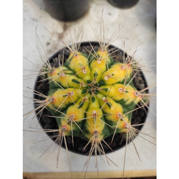 Tanaman kaktus gymnocalycium cat eye's