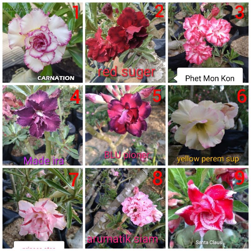 adenium bunga tumpuk/grafting/adenium Jepang