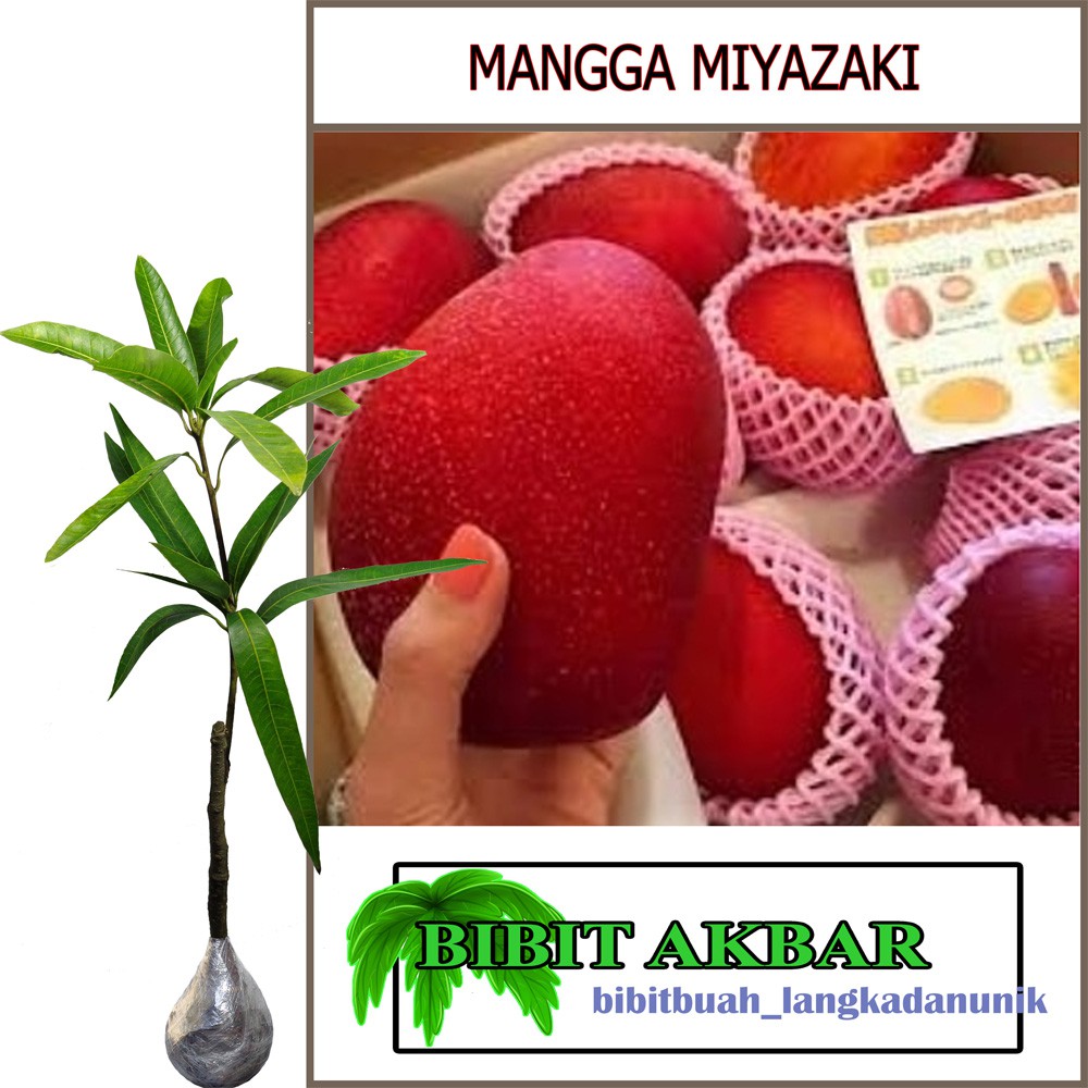 Mangga Miyazaki Original