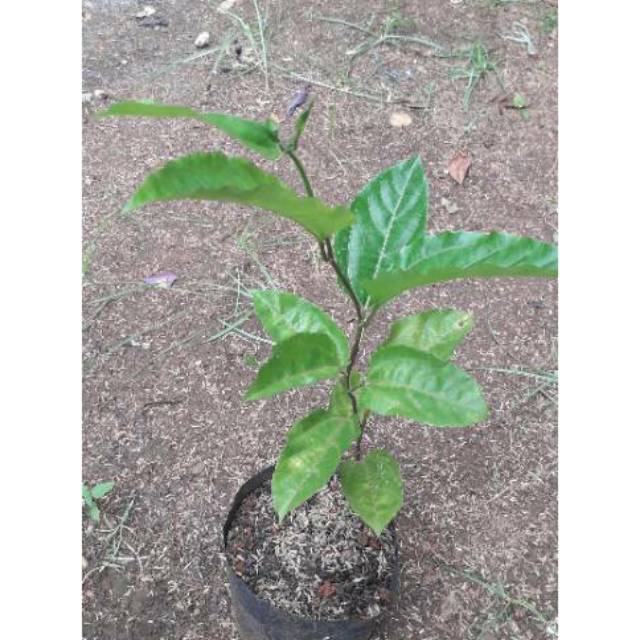 Bibit Tanaman Buah Markisa - Pohon Buah Markisa - Tanaman Merambat Pohon Buah Markisa
