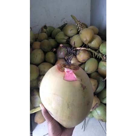 

Kelapa hijau