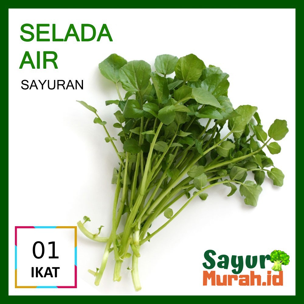 

SELADA AIR SAYUR [1 Ikat]