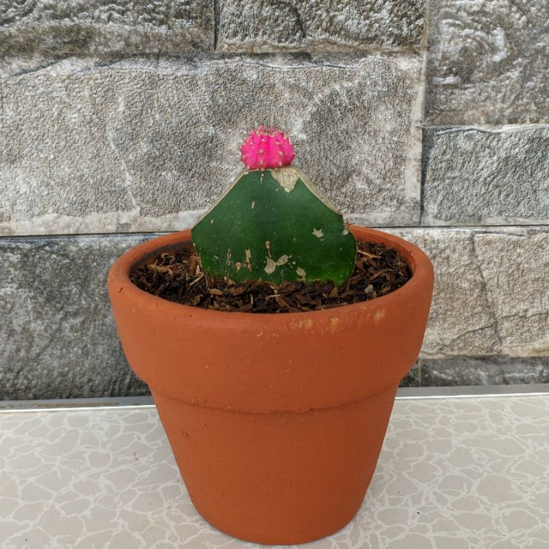 Cactus / Kaktus Grafting Gymno Import | Scopa